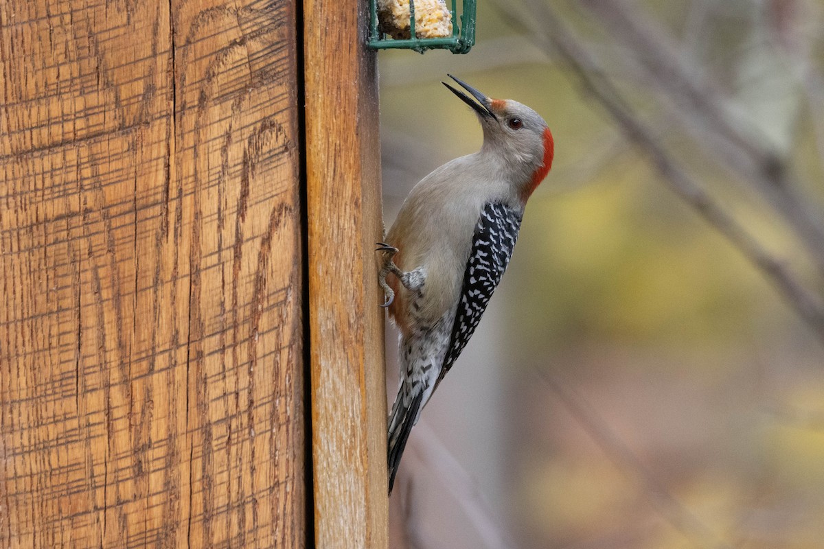 Red-bellied Woodpecker - ML541429781