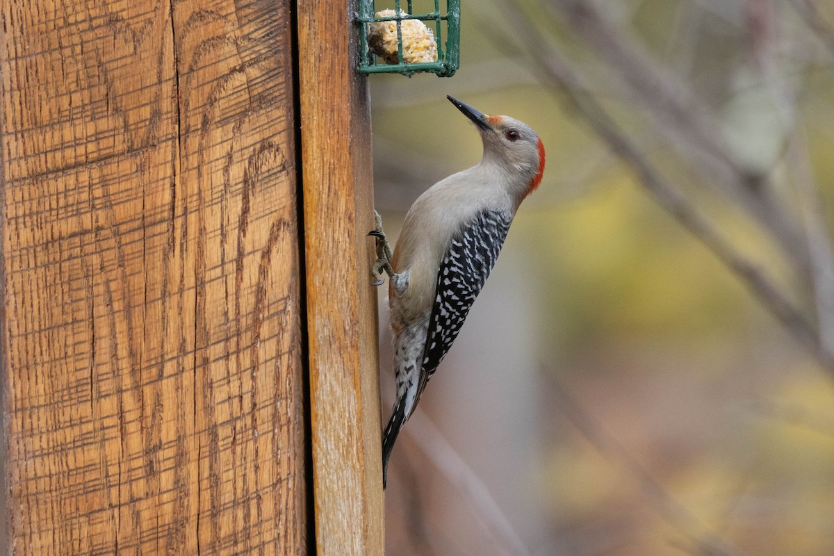 Red-bellied Woodpecker - ML541429791