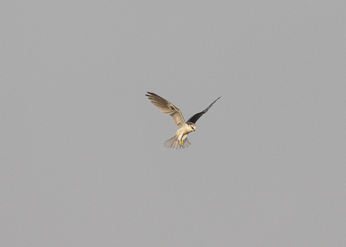 White-tailed Kite - ML541429821