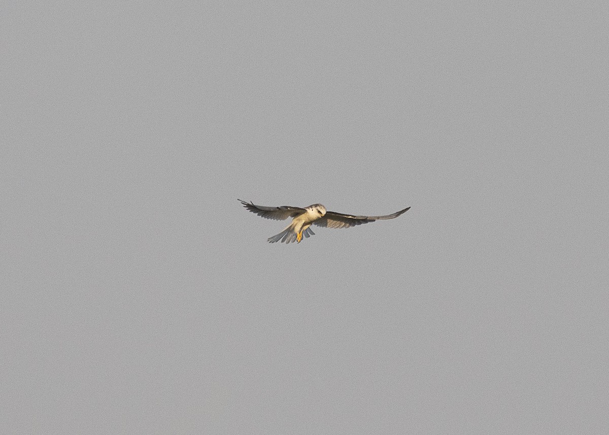 White-tailed Kite - ML541429871