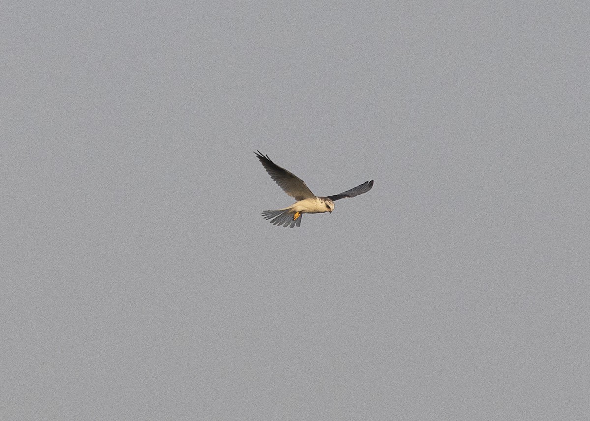 White-tailed Kite - ML541429881