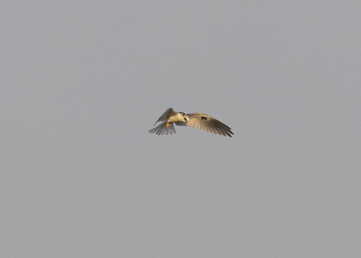 White-tailed Kite - ML541429891