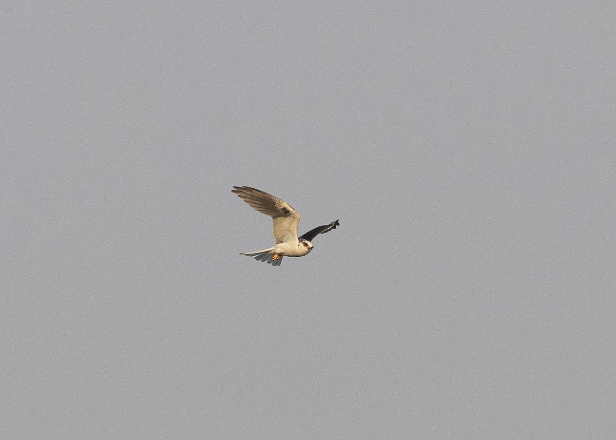 White-tailed Kite - ML541429911