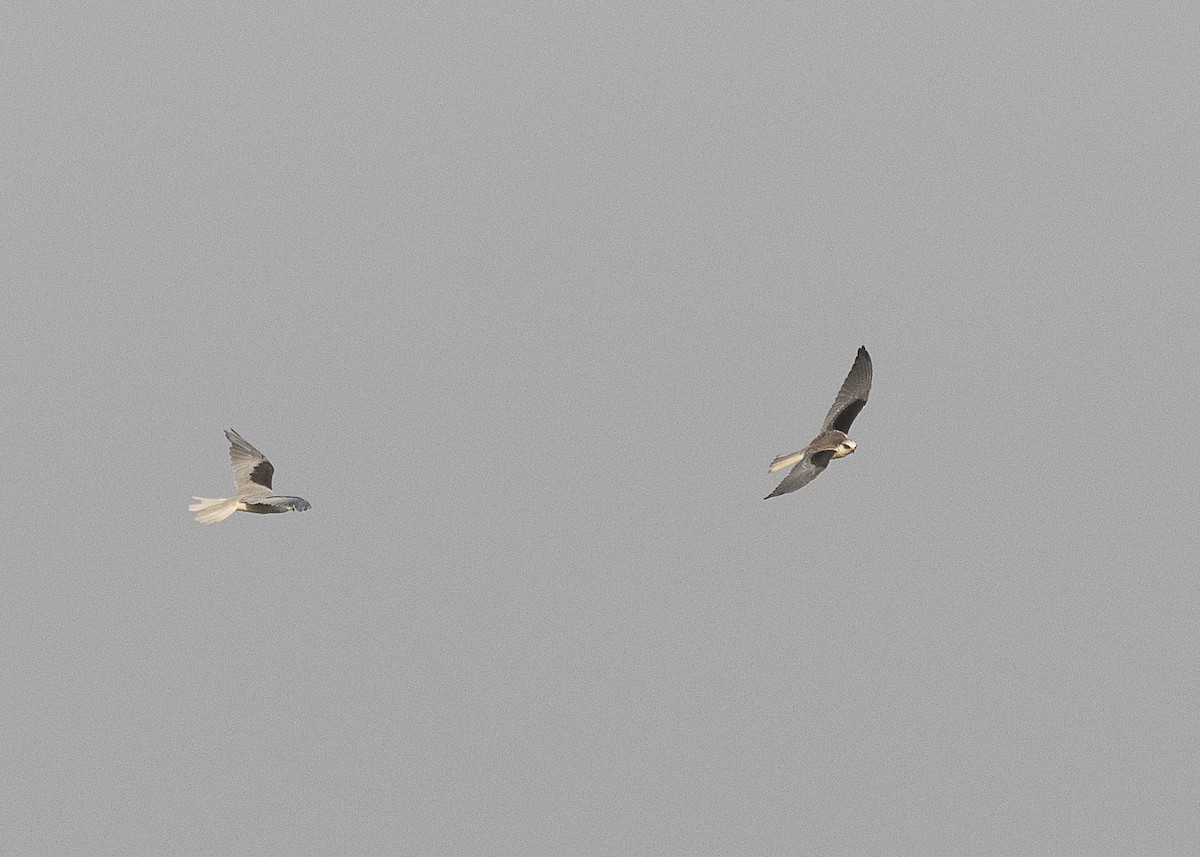 White-tailed Kite - ML541429921