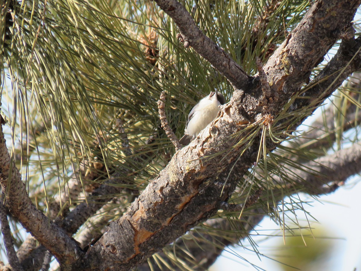 Pygmy Nuthatch - ML541430011