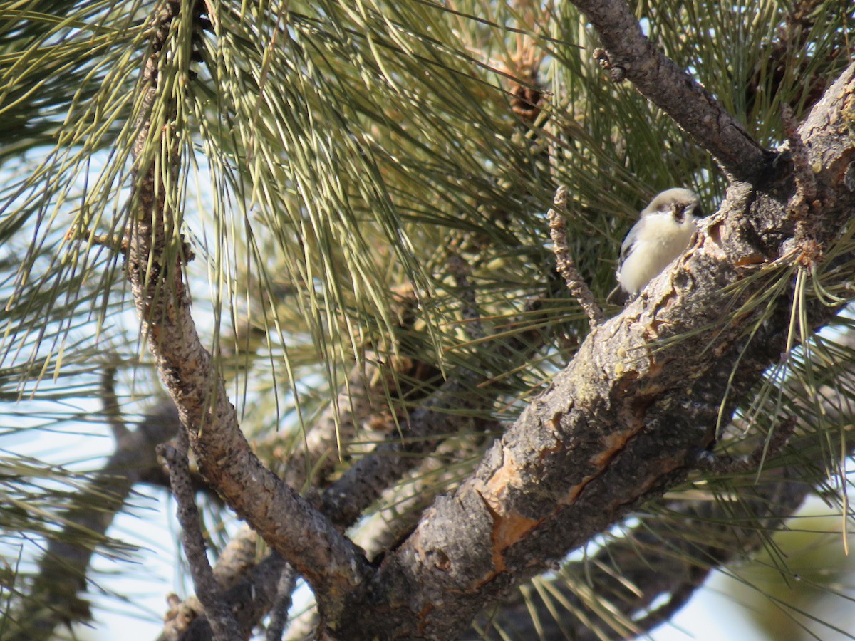 Pygmy Nuthatch - John Mayer