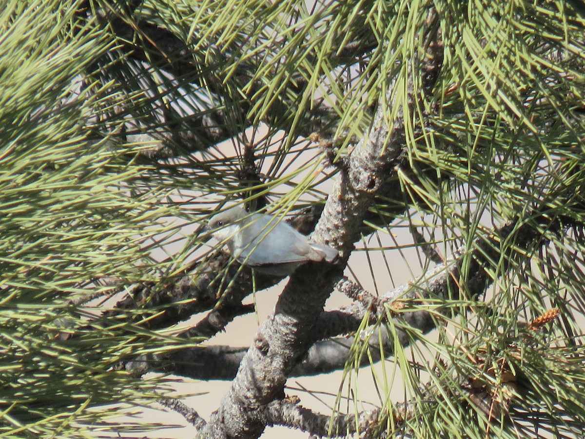 Pygmy Nuthatch - ML541430241