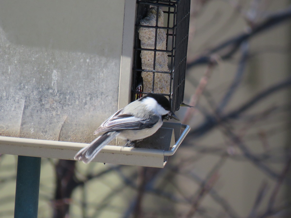 Mésange à tête noire - ML541430591