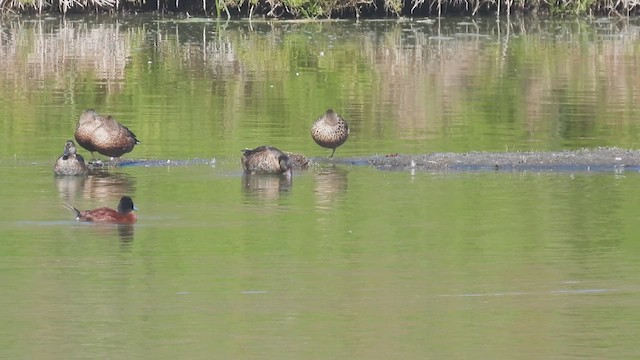 Black-headed Duck - ML541430781