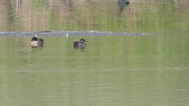 Black-headed Duck - ML541430801