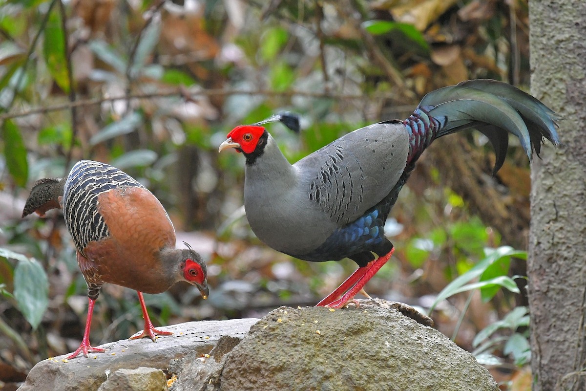 Siamese Fireback - Piyapong Chotipuntu