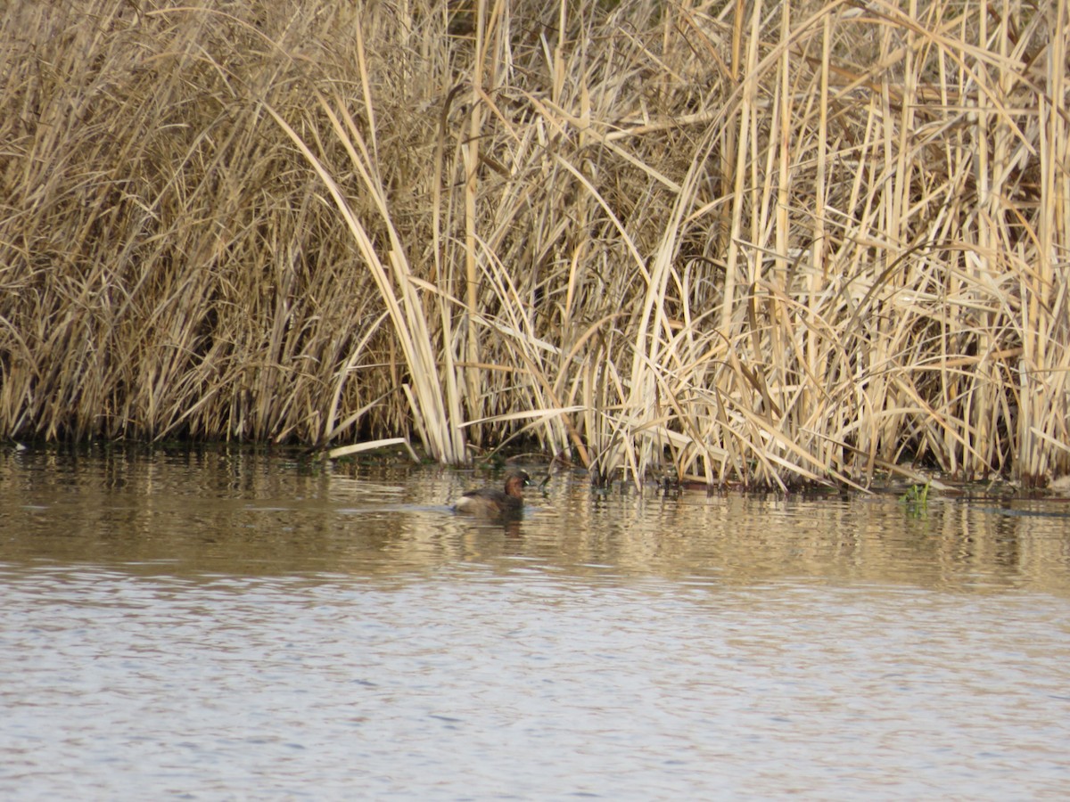 Little Grebe - ML541433031