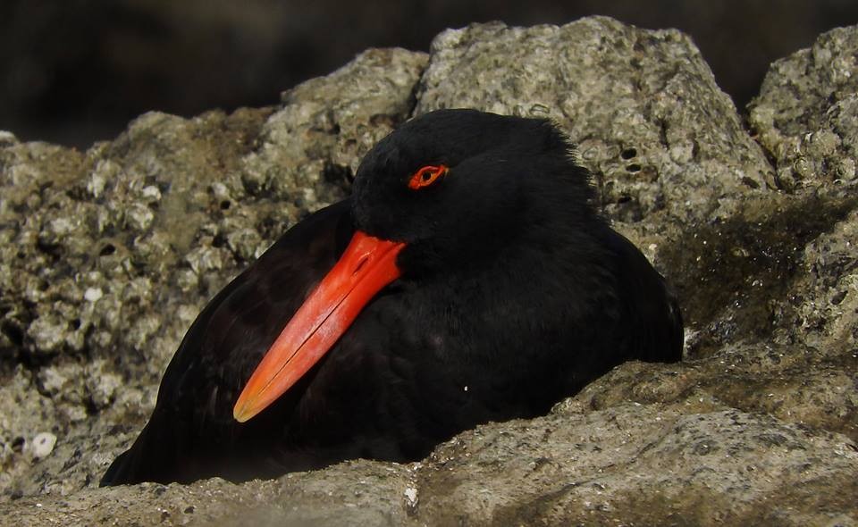 Blackish Oystercatcher - ML54143491