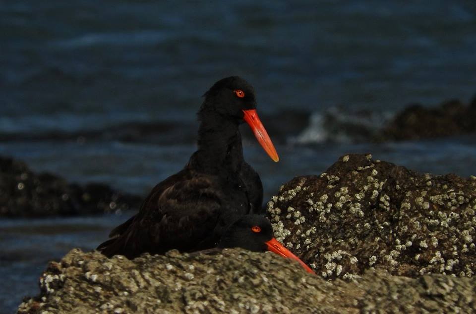 Blackish Oystercatcher - ML54143501