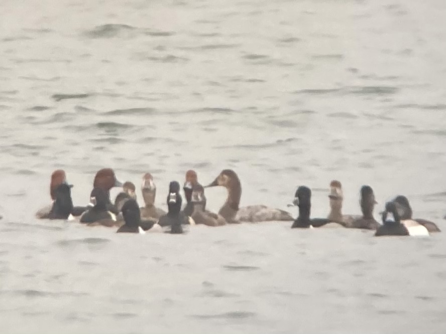 Canvasback - ML541435171