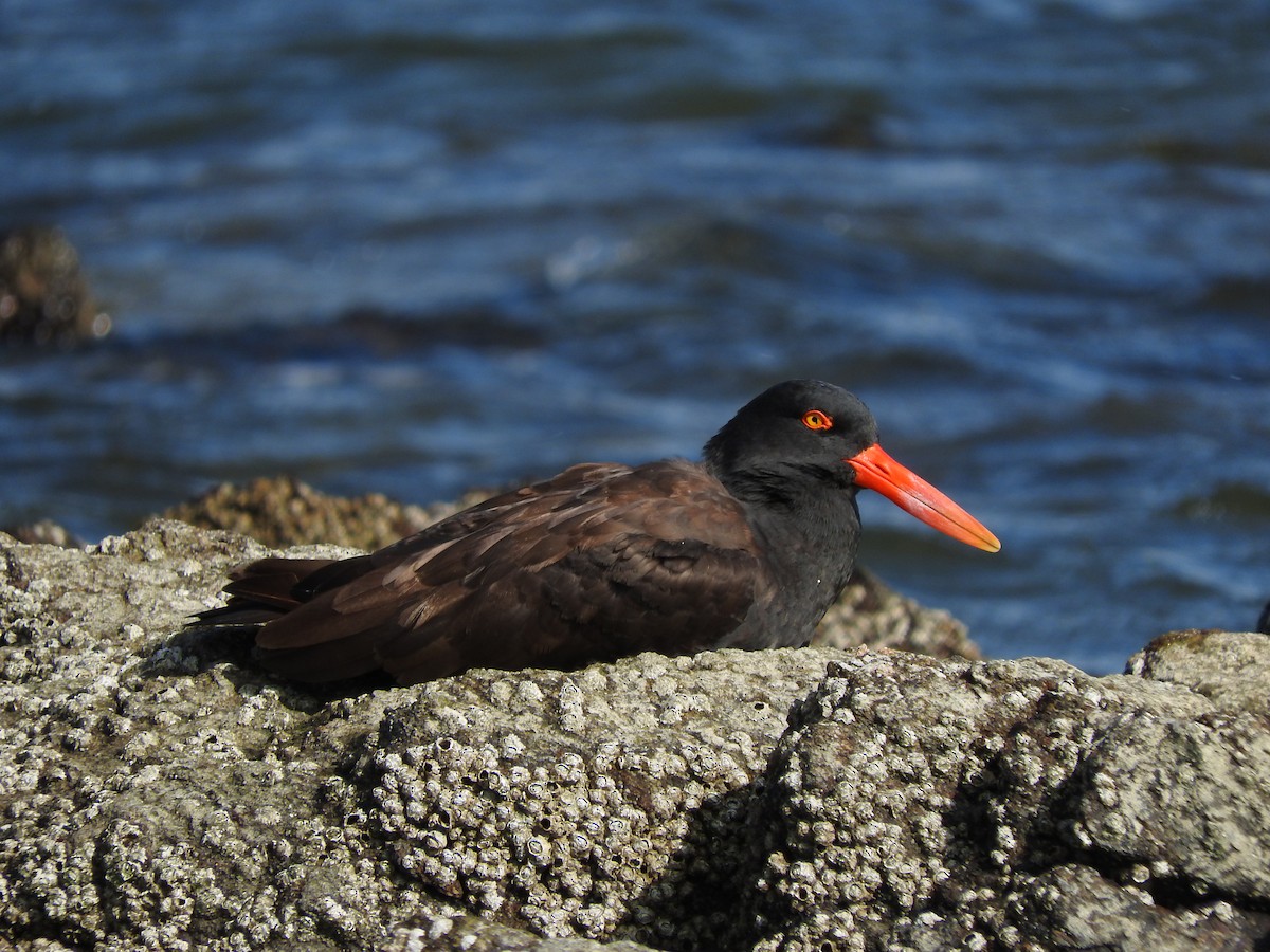 Blackish Oystercatcher - ML54143641