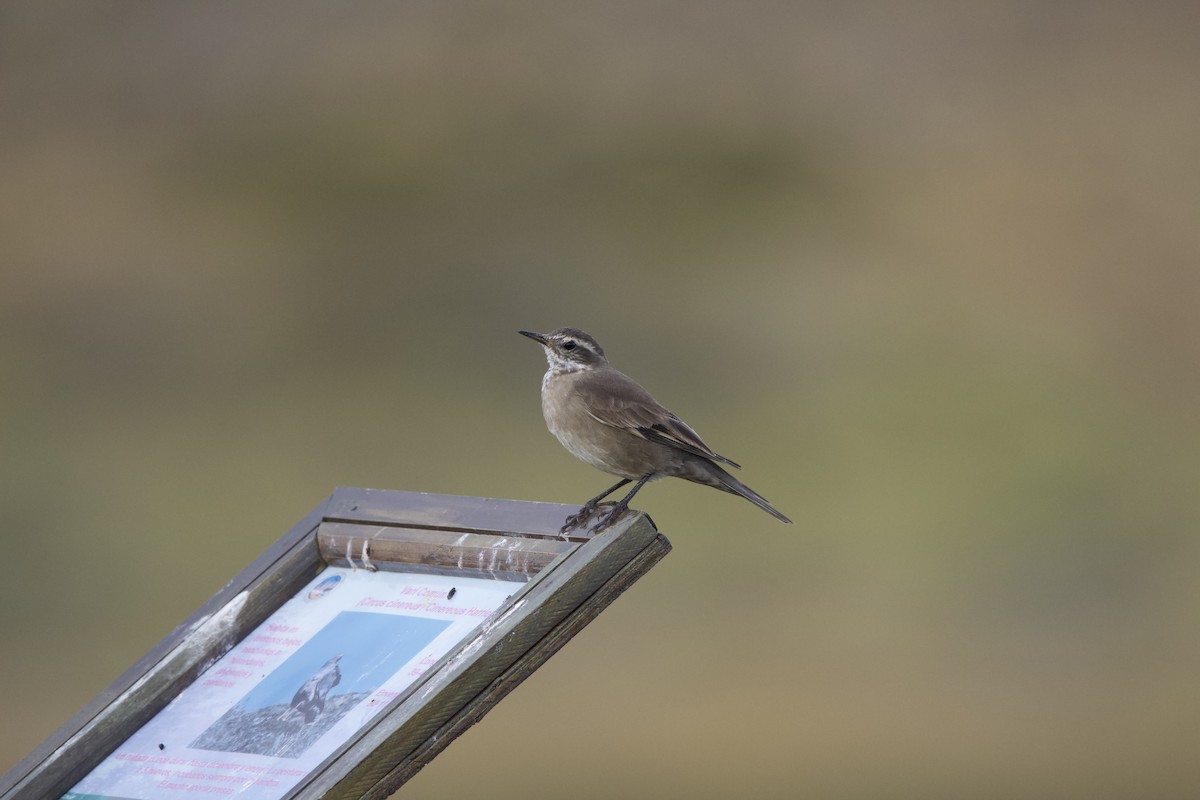 Buff-winged Cinclodes - ML541436961