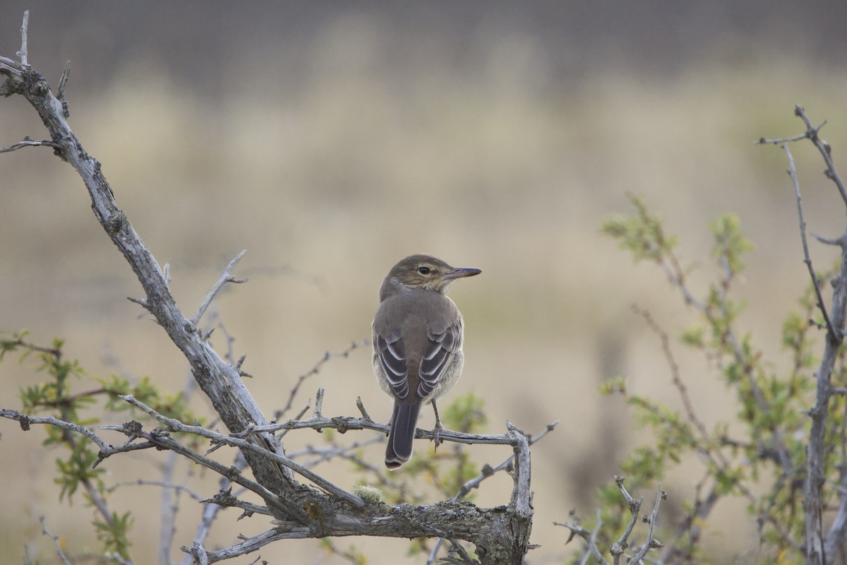 gråbukrovtyrann - ML541437071