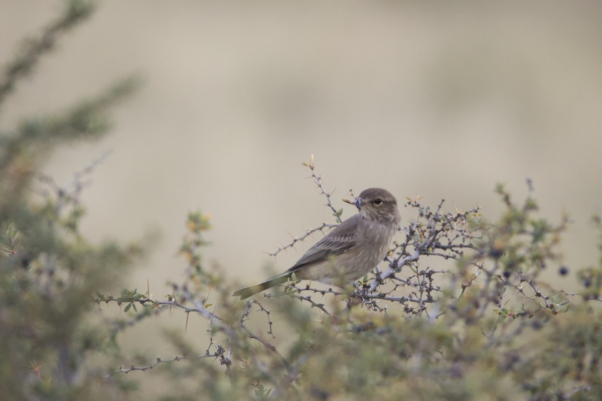 Gray-bellied Shrike-Tyrant - ML541437281