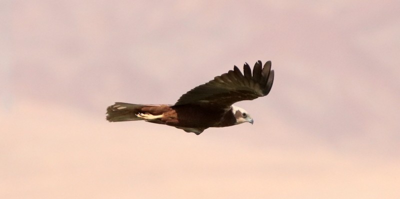 Western Marsh Harrier - ML541437951