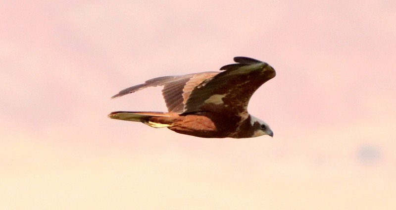 Western Marsh Harrier - ML541437961