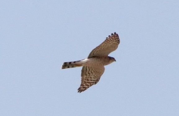 Eurasian Sparrowhawk - ML541438001