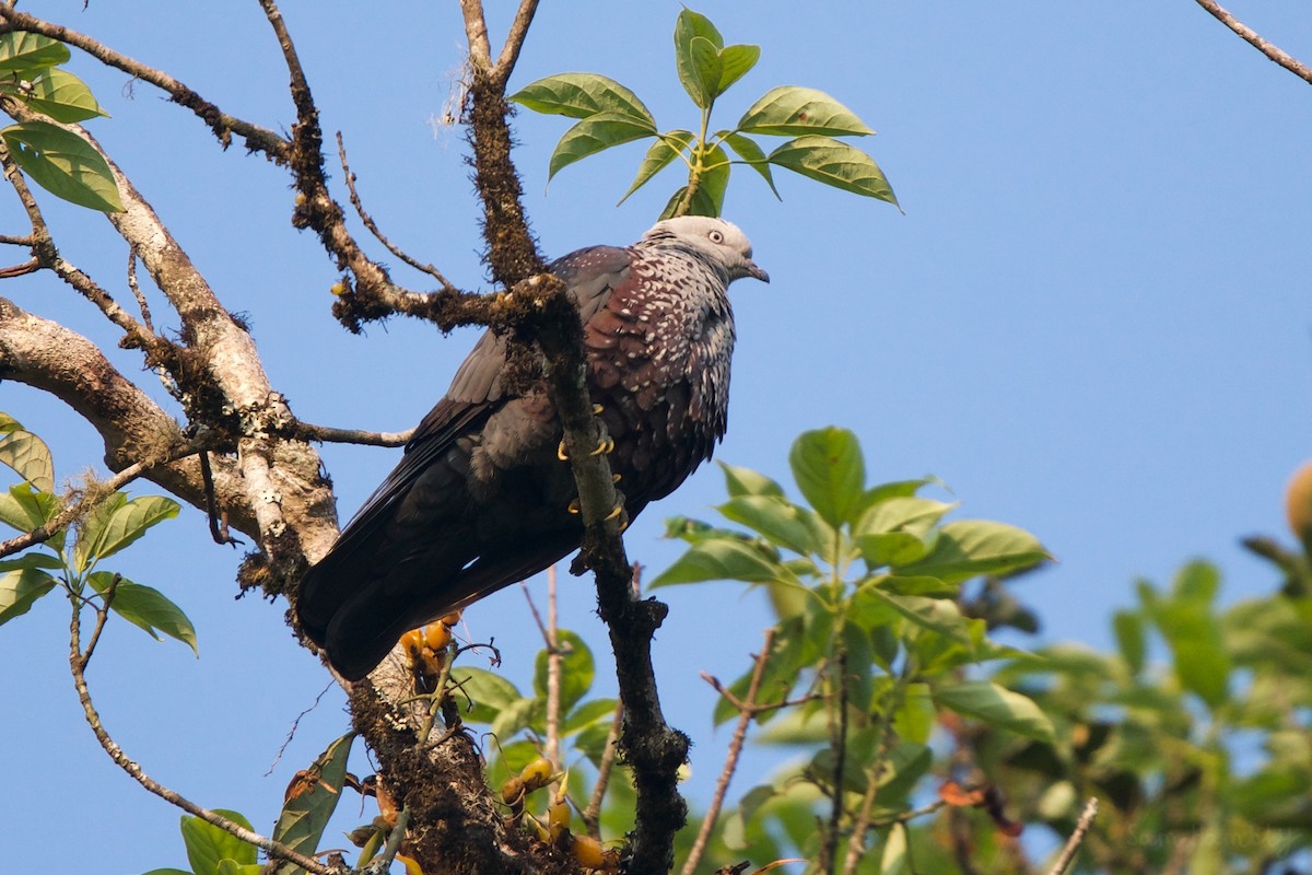 Speckled Wood-Pigeon - ML541438271