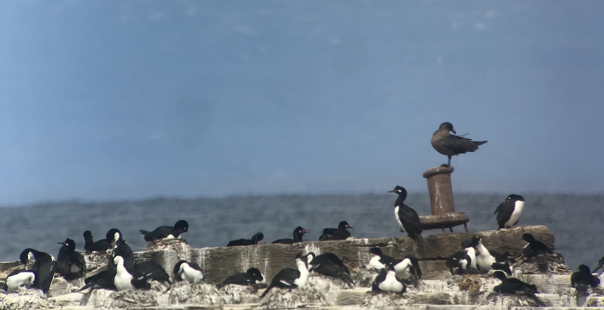 Chilean Skua - ML541442211