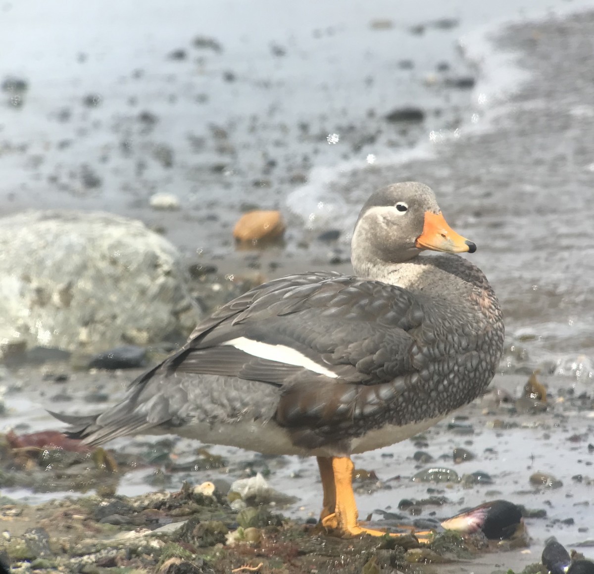 Flying Steamer-Duck - ML541442721