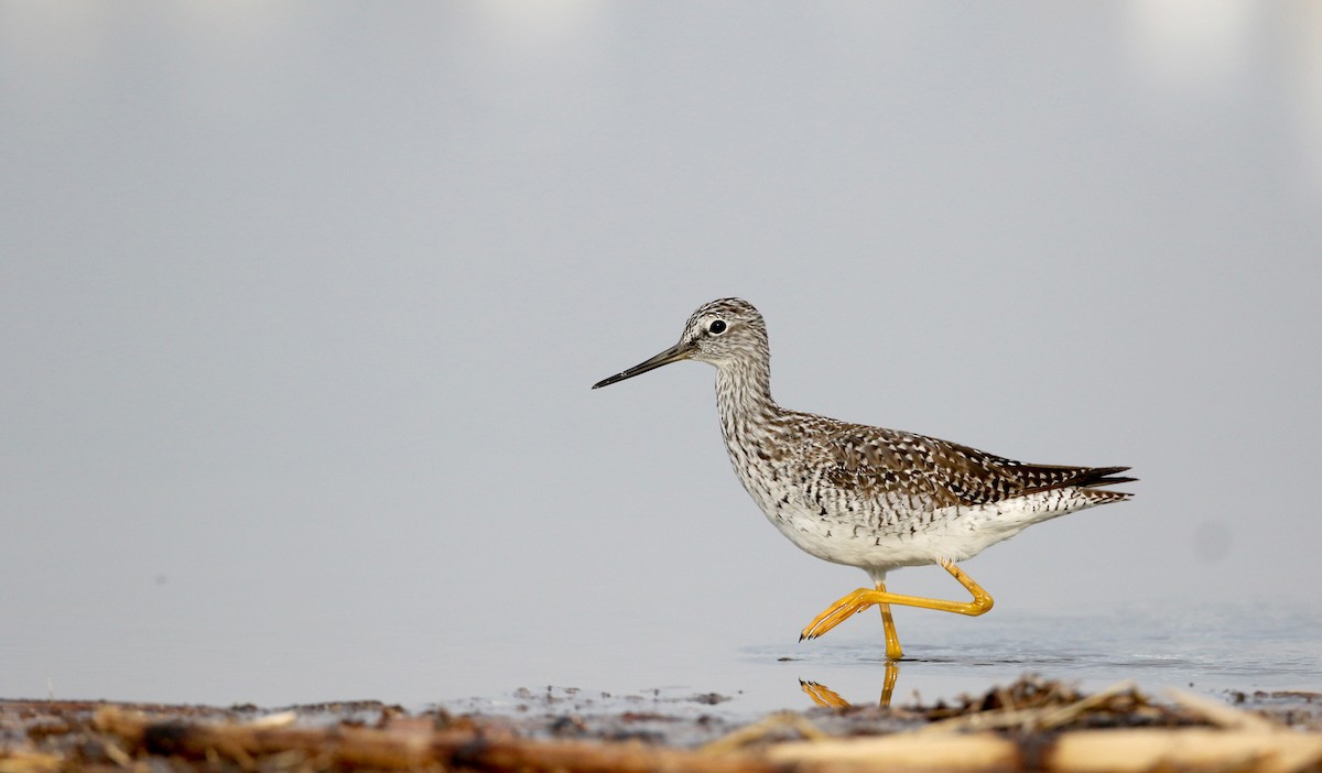 Greater Yellowlegs - Jay McGowan