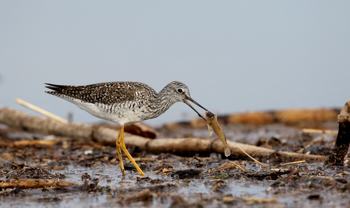 Greater Yellowlegs - ML54144301