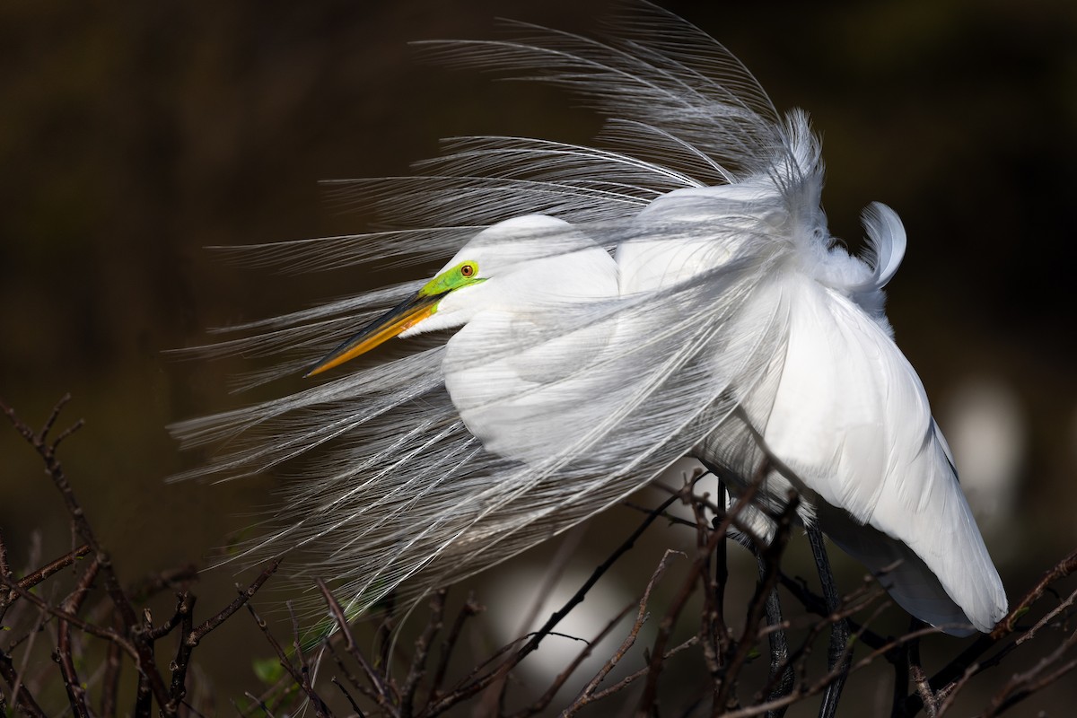 Great Egret - ML541443541