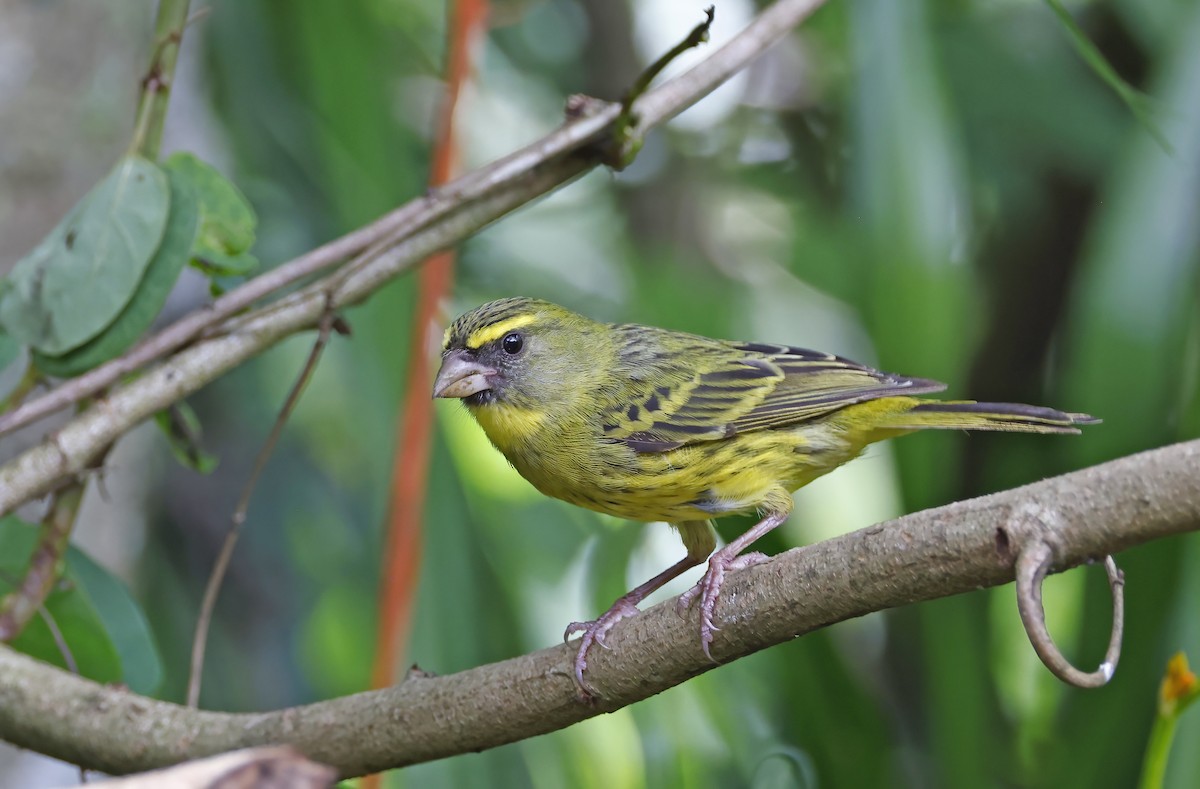 Forest Canary - ML541443791