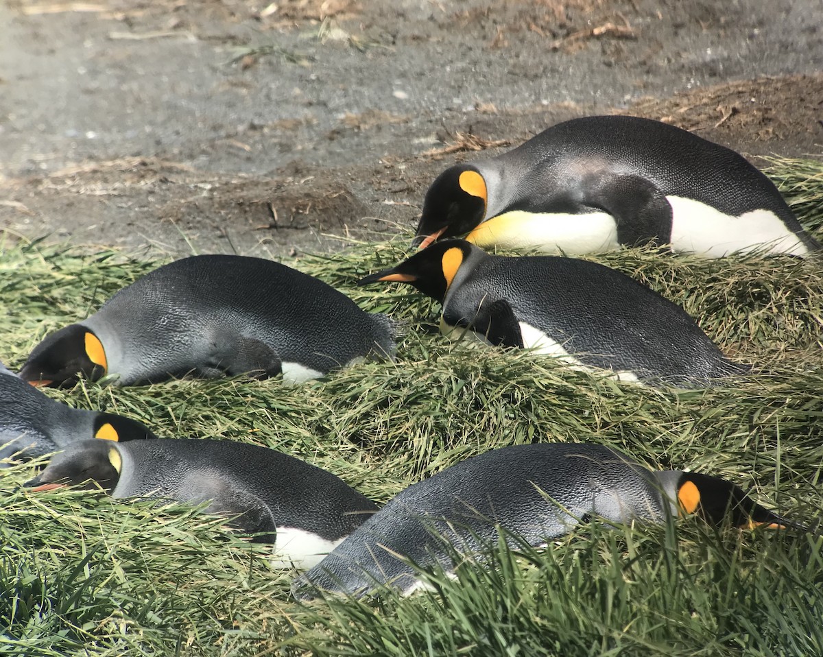 King Penguin - ML541443811