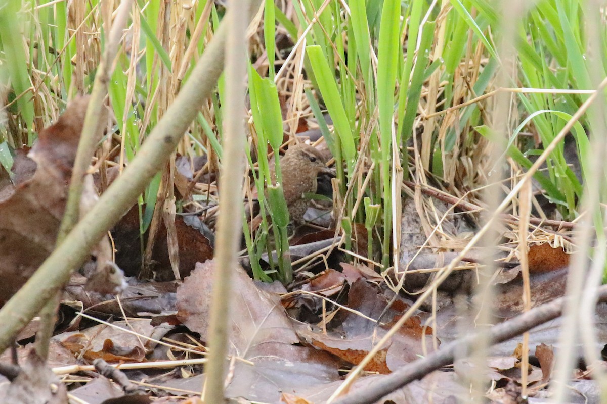 Winter Wren - ML54144421