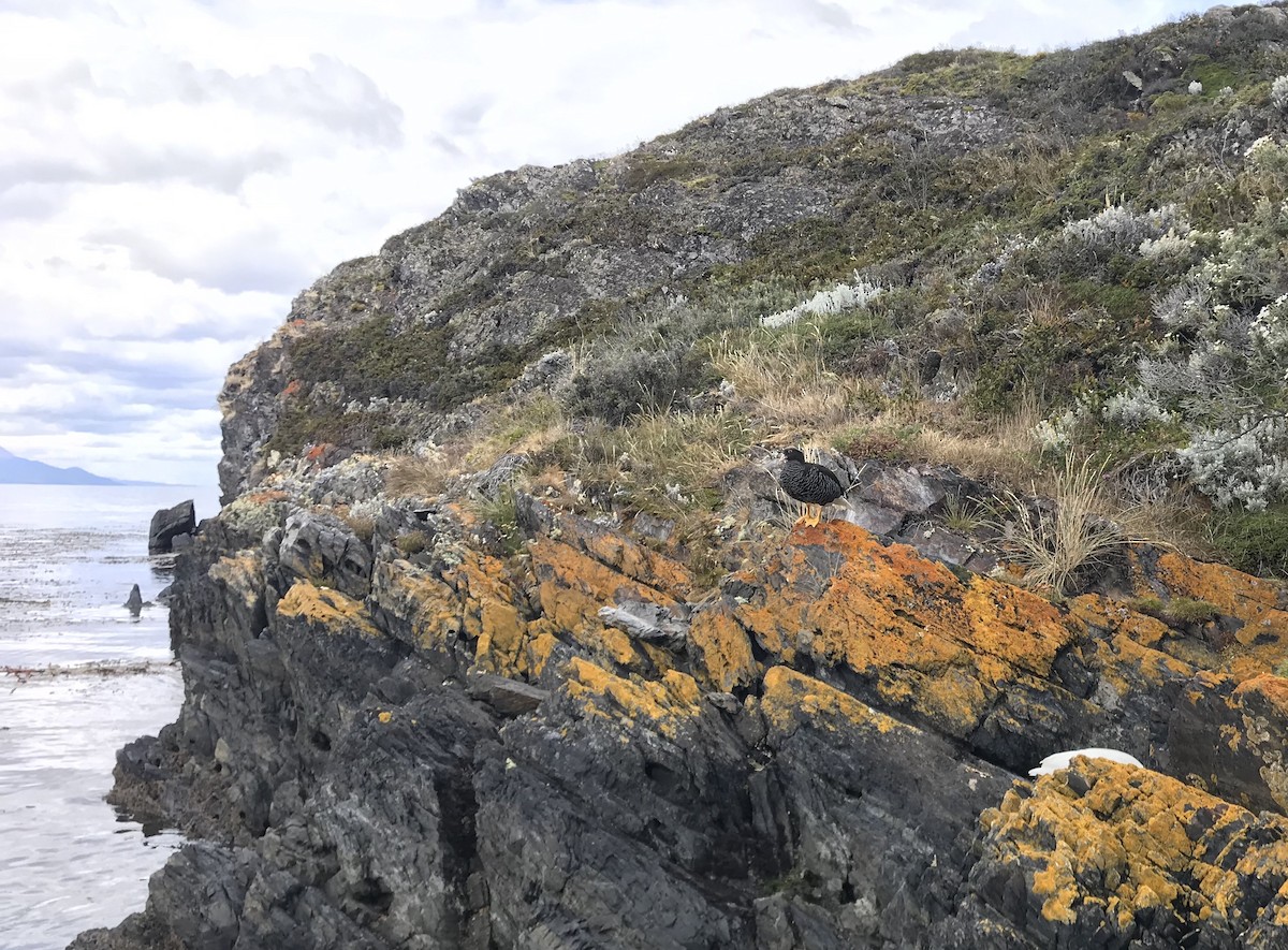 Kelp Goose - ML541444541