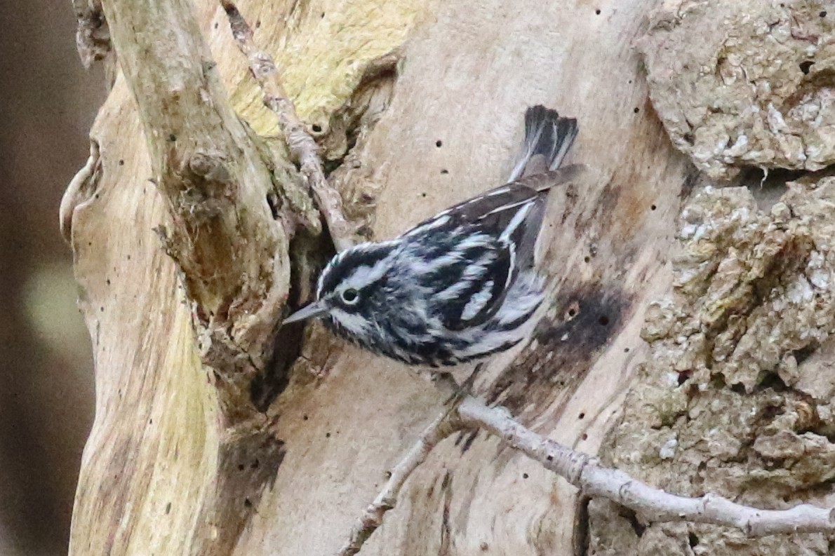 Black-and-white Warbler - ML54144471