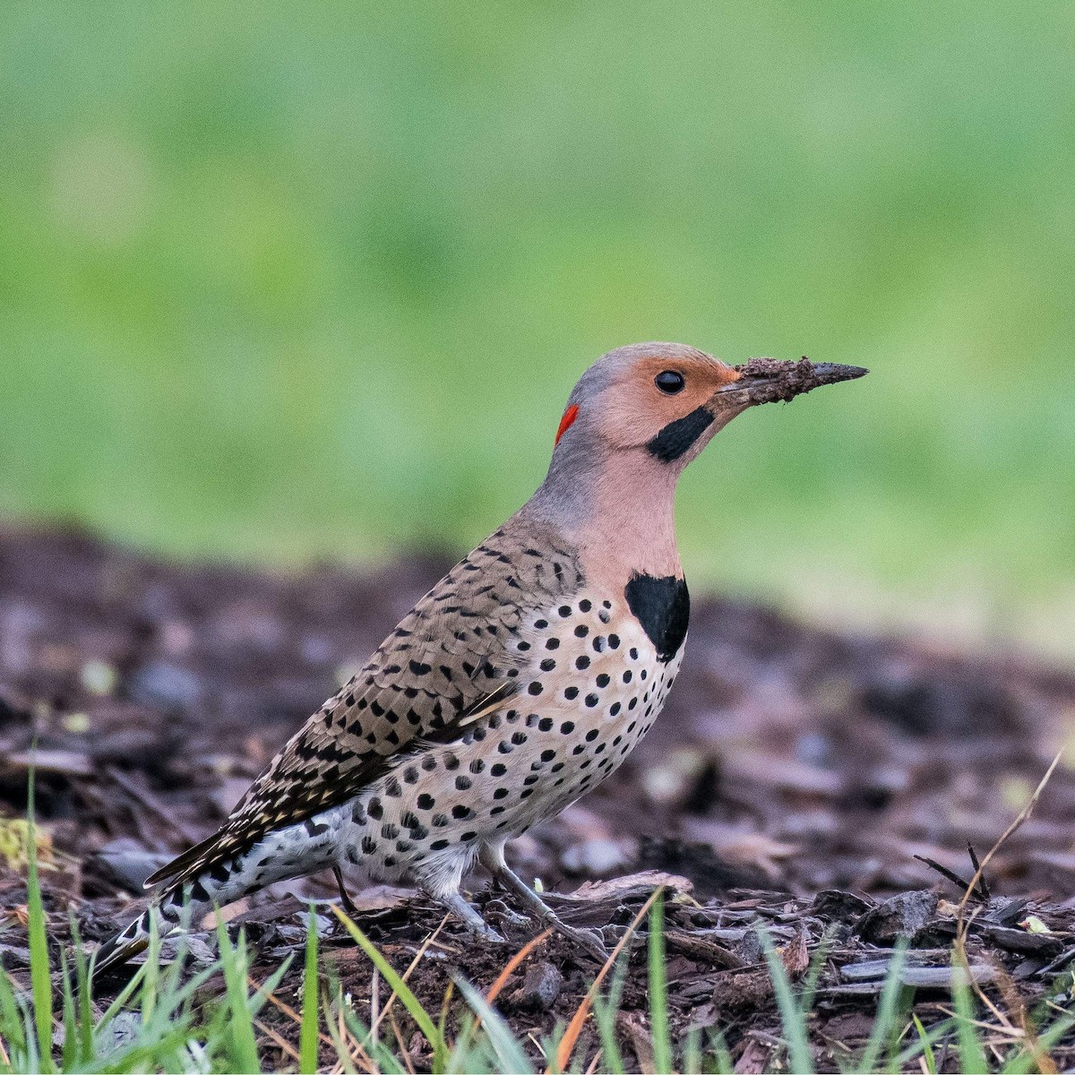 Northern Flicker - ML541444981