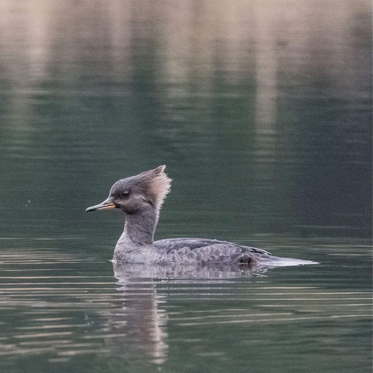 Hooded Merganser - ML541445241