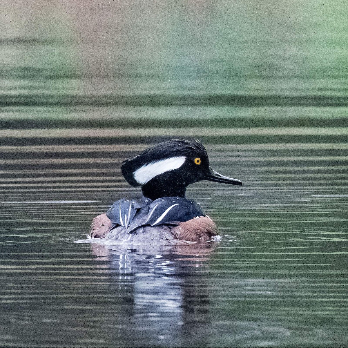 Hooded Merganser - ML541445311