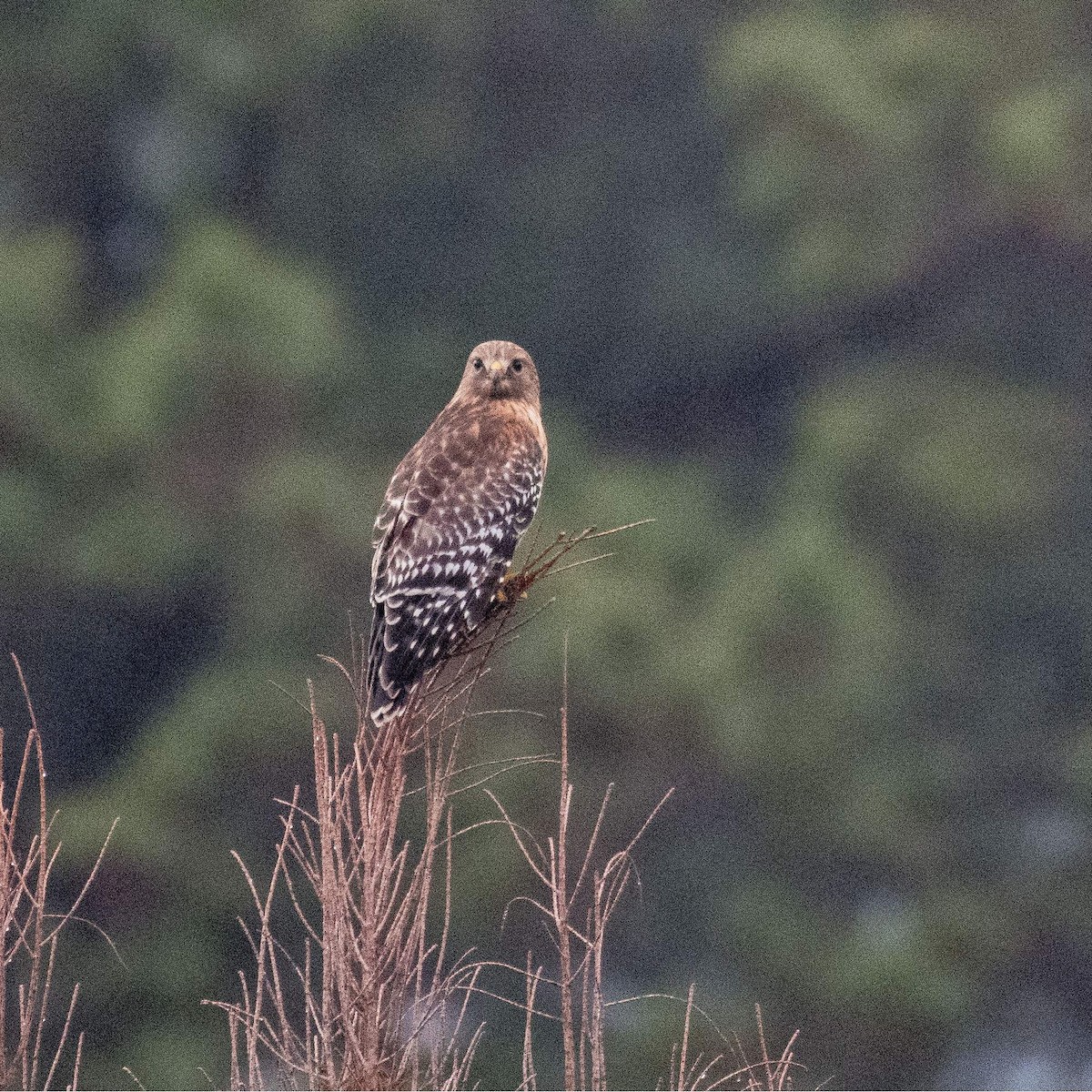 Red-shouldered Hawk - ML541445371