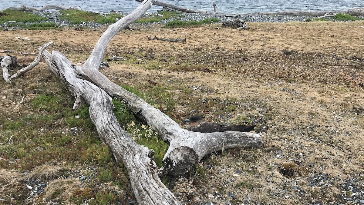 Chilean Skua - ML541446311