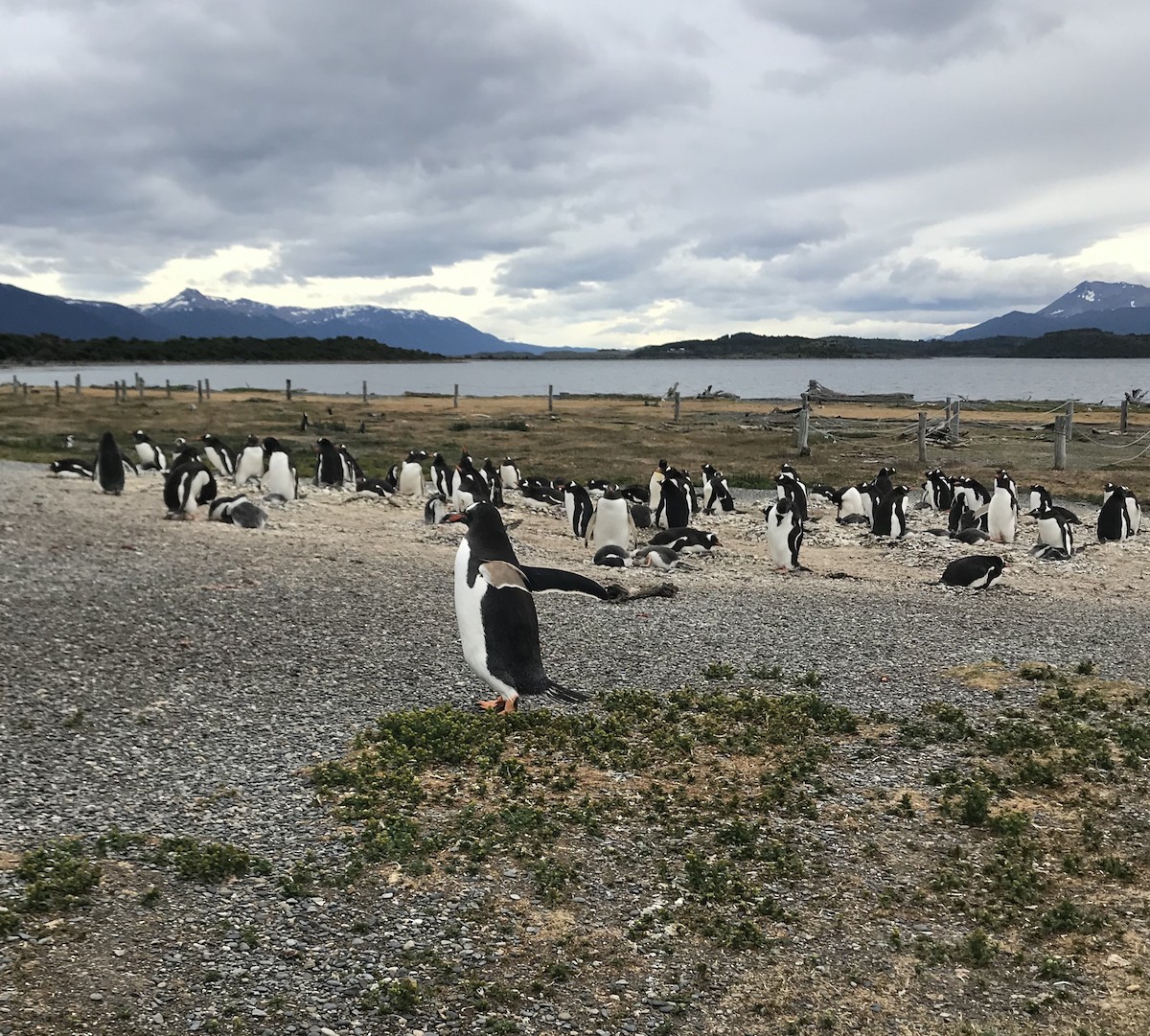 Gentoo Penguin - ML541446351