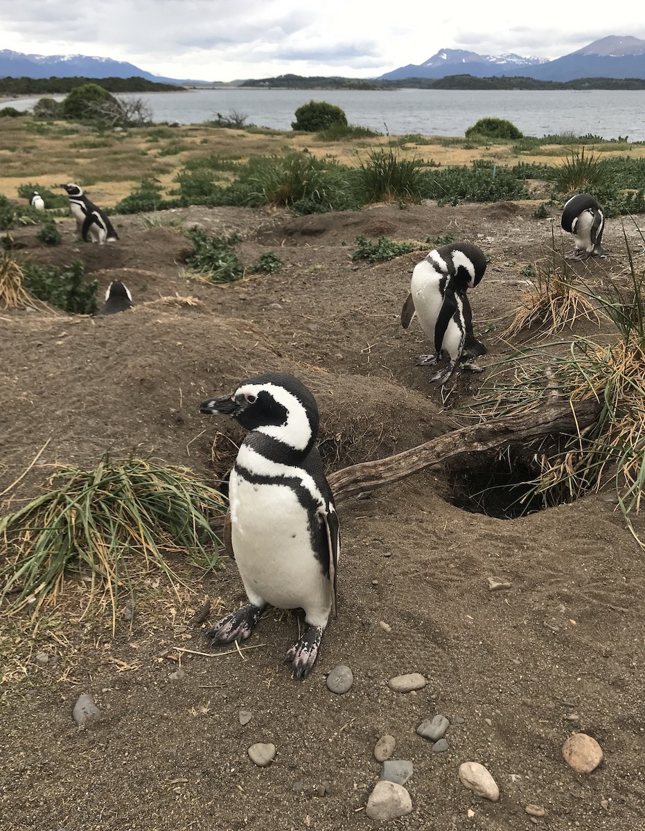 Magellanic Penguin - ML541446391