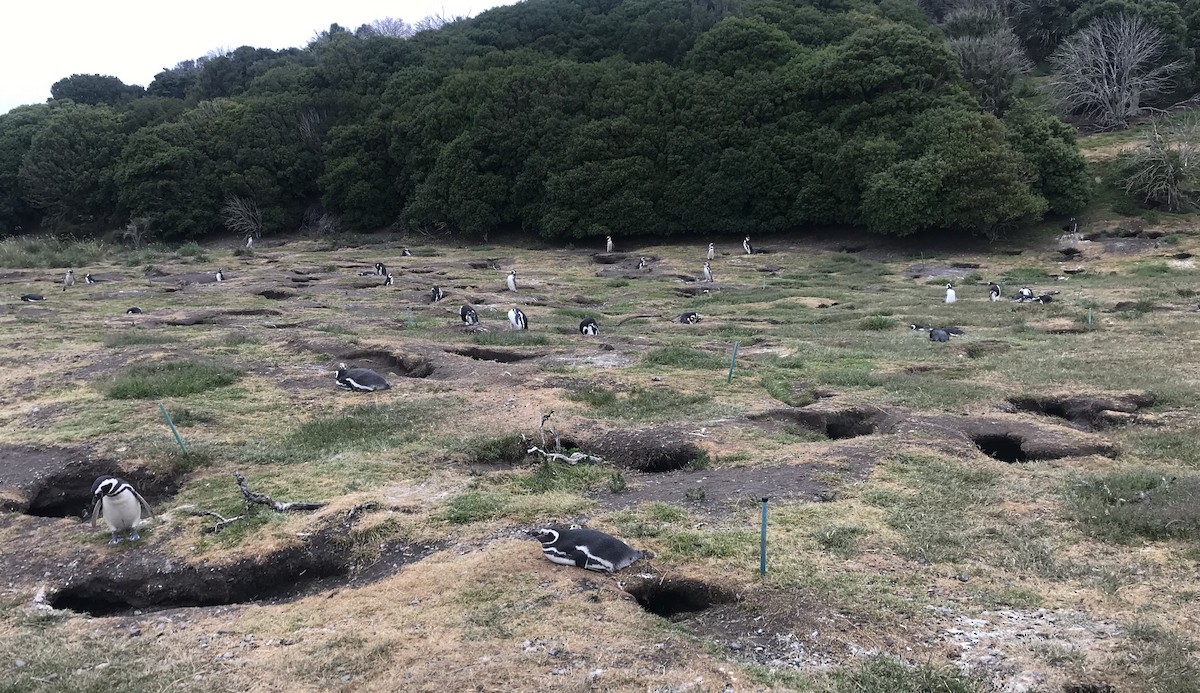 Magellanic Penguin - ML541446411