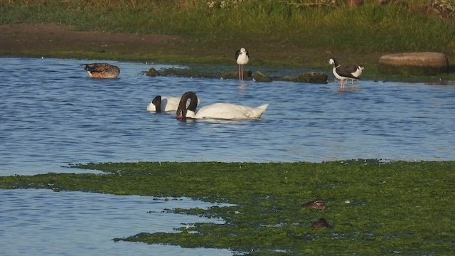 Cygne à cou noir - ML541446771