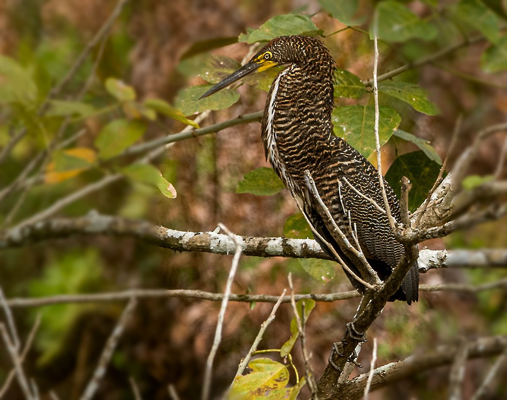 Fasciated Tiger-Heron - ML541446961