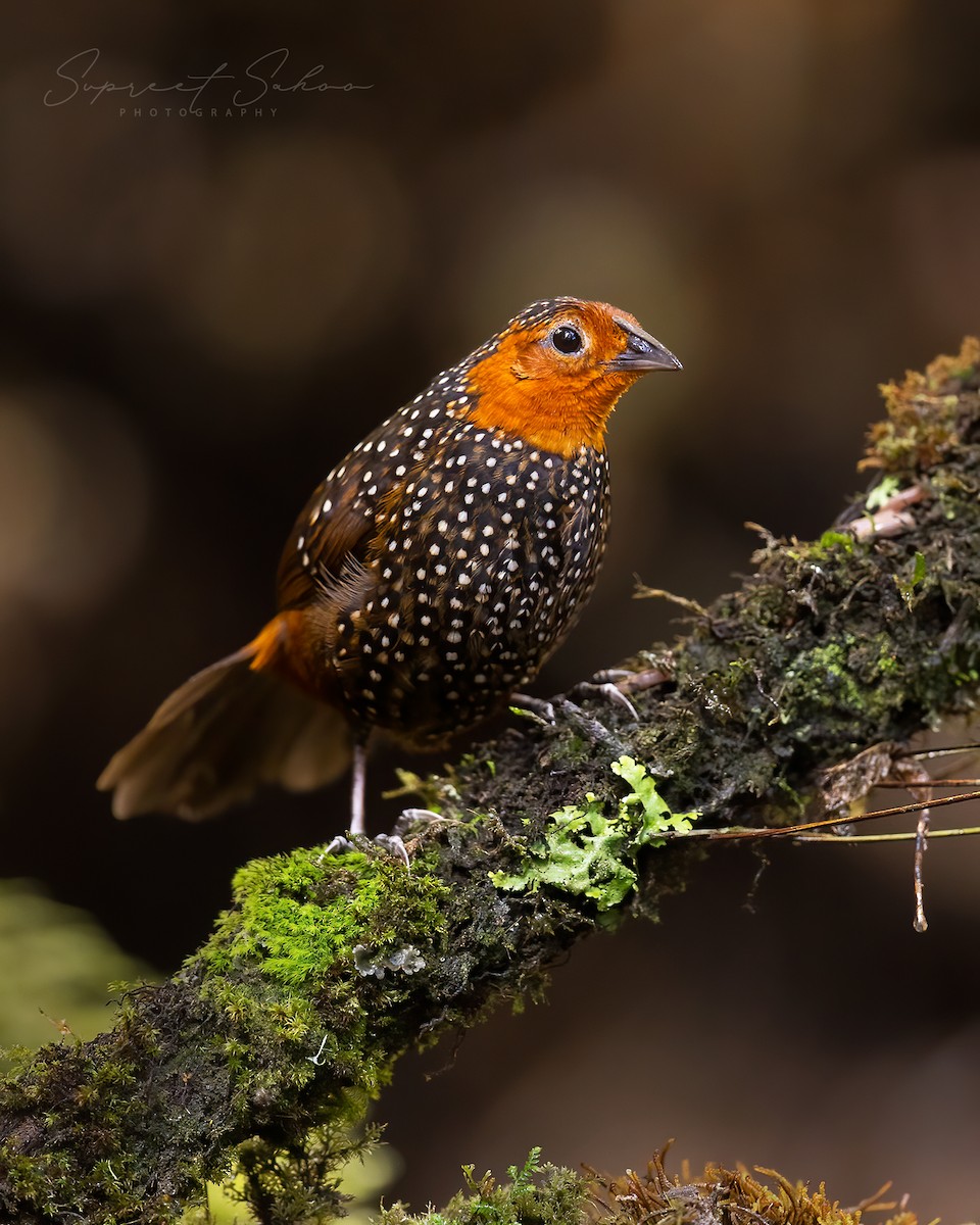 Ocellated Tapaculo - ML541447481