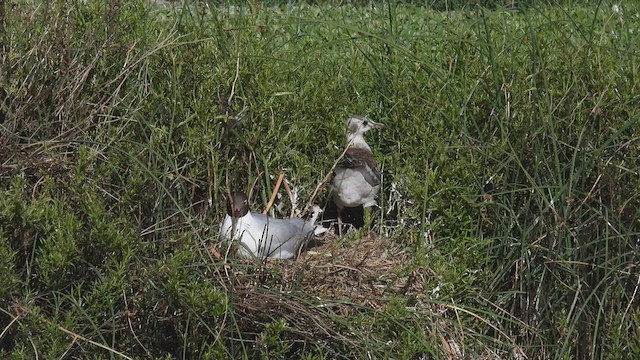 Gaviota Cahuil - ML541448291