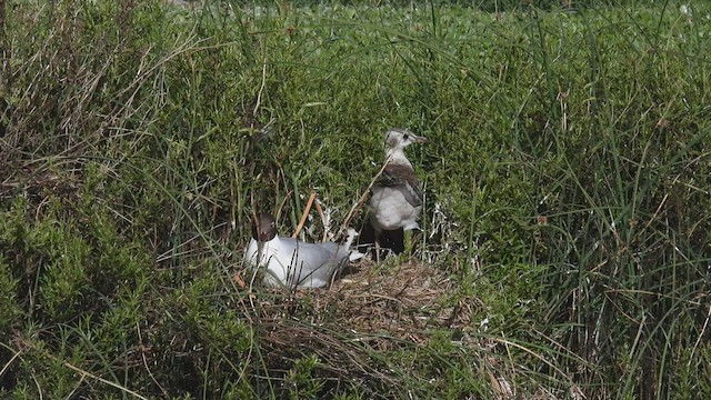 Mouette de Patagonie - ML541448291